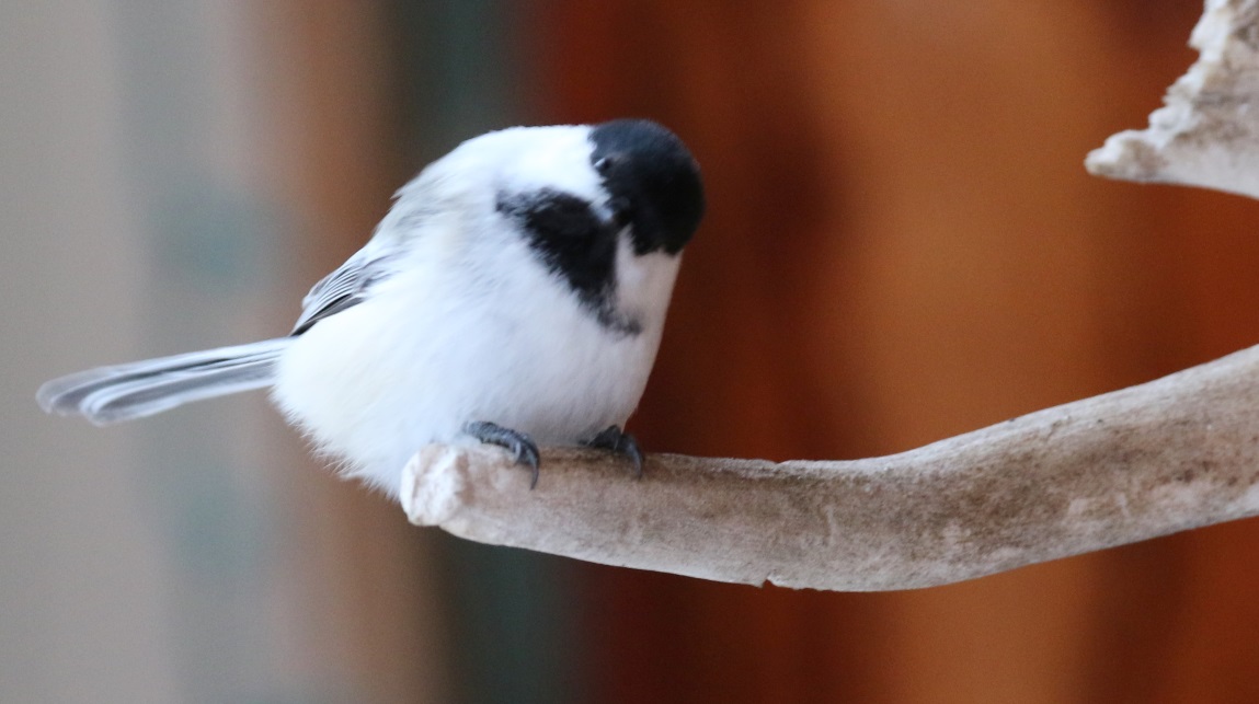More chickadee pictures