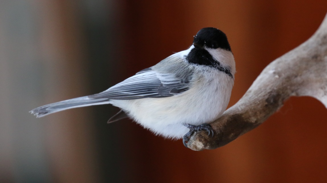 More chickadee pictures