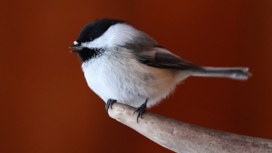 More chickadee pictures
