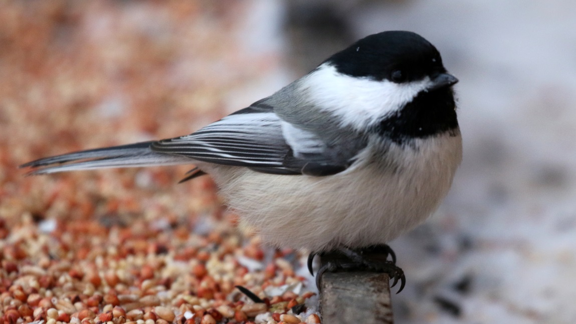 More chickadee pictures