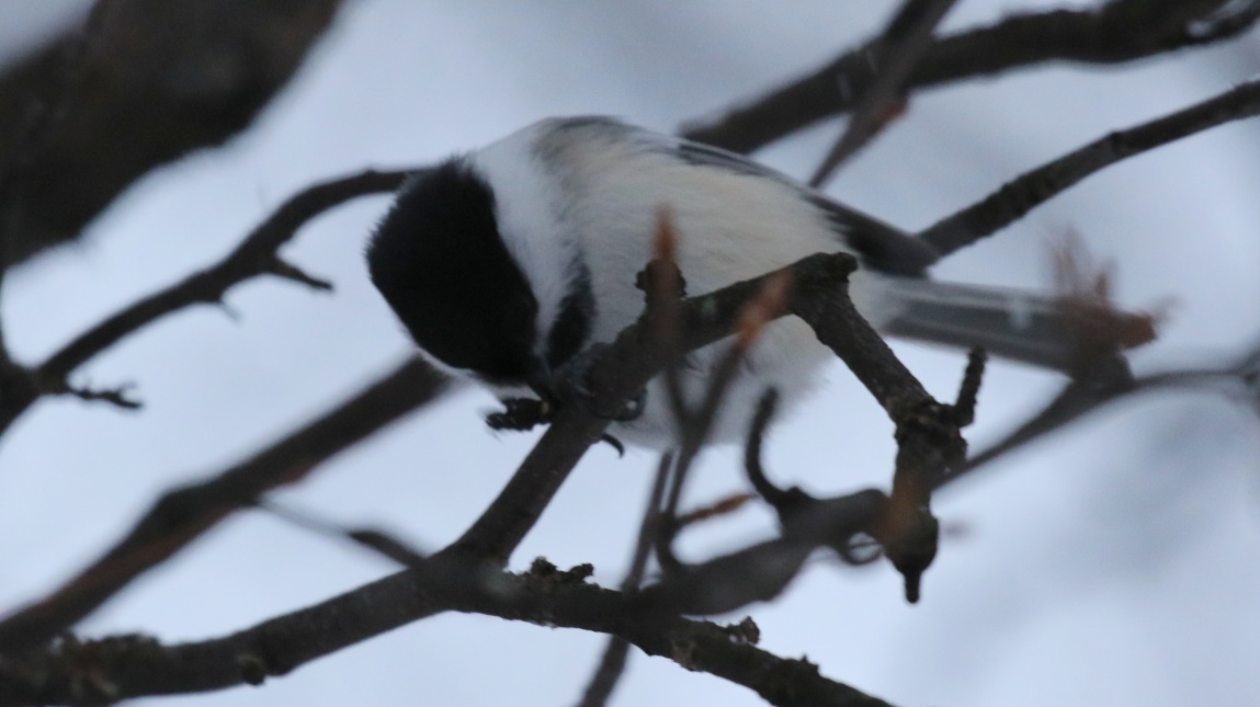 Chickadee