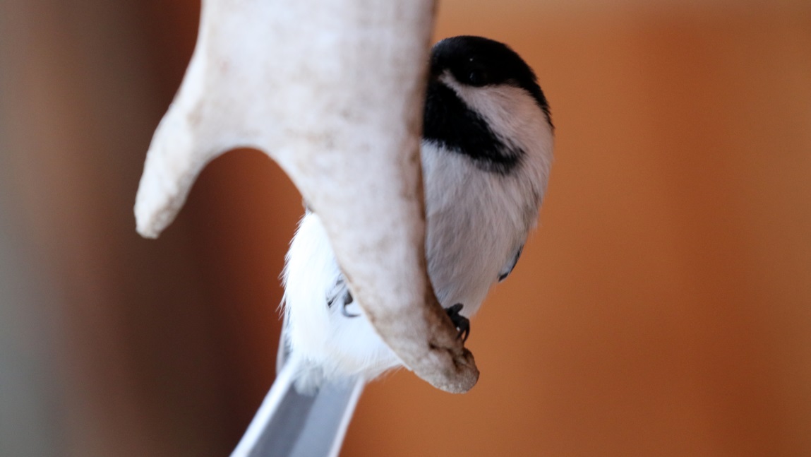 Chickadee