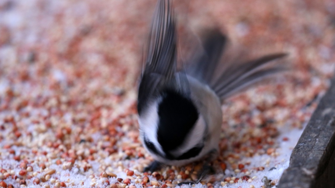 Chickadee