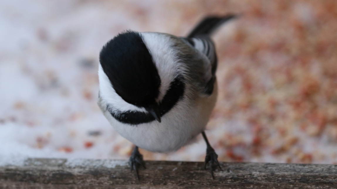 Chickadee