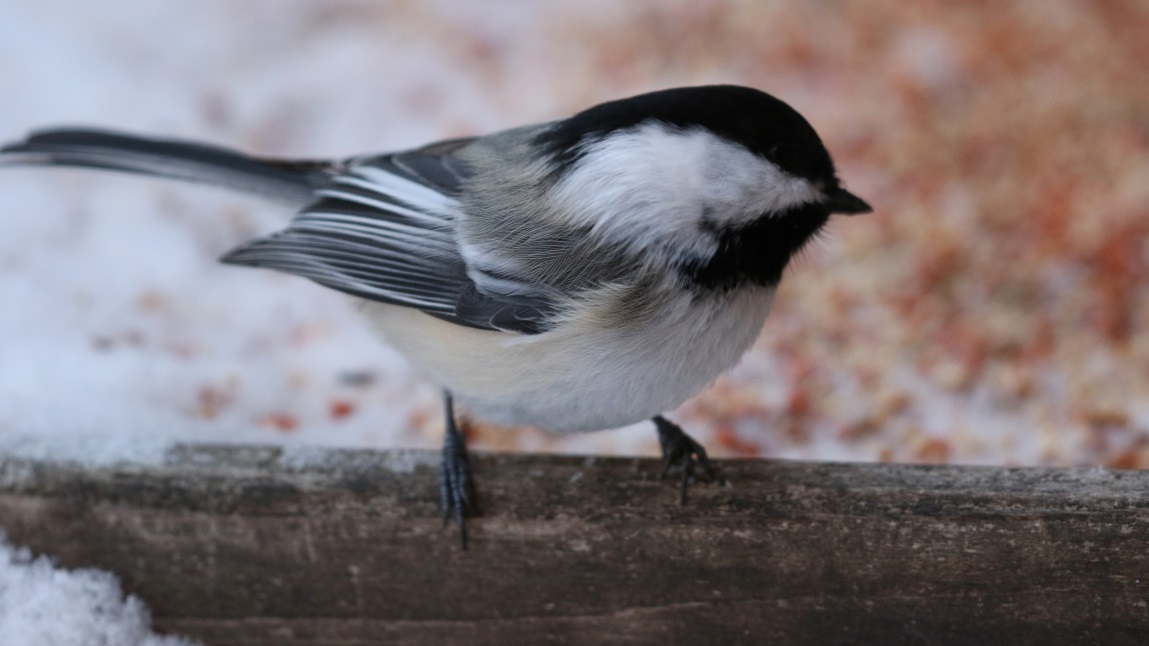 Chickadee