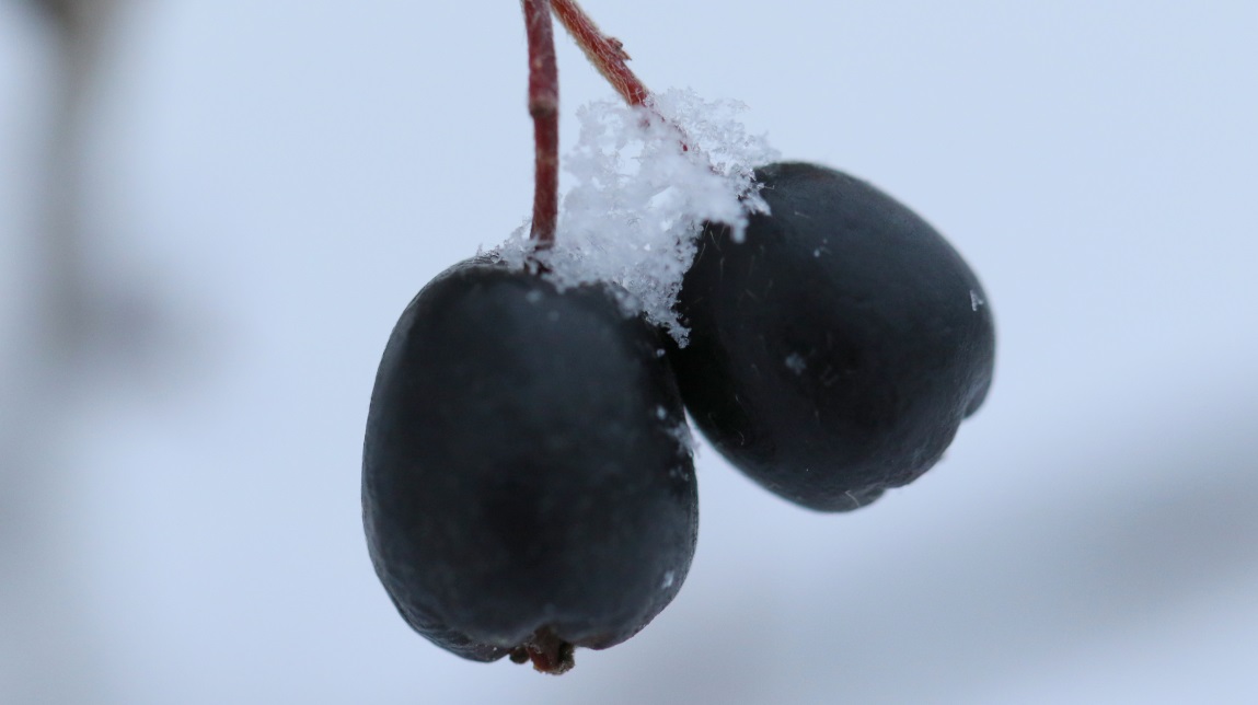 Berries