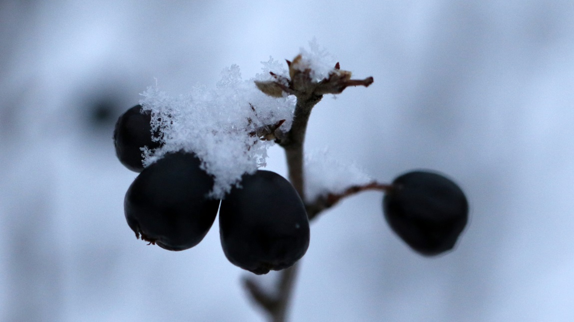 Berries