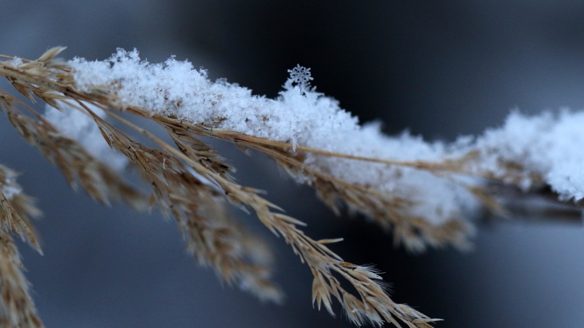 Grass gone to seed