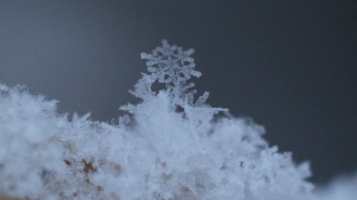 Snowflake perched on a piece of grass