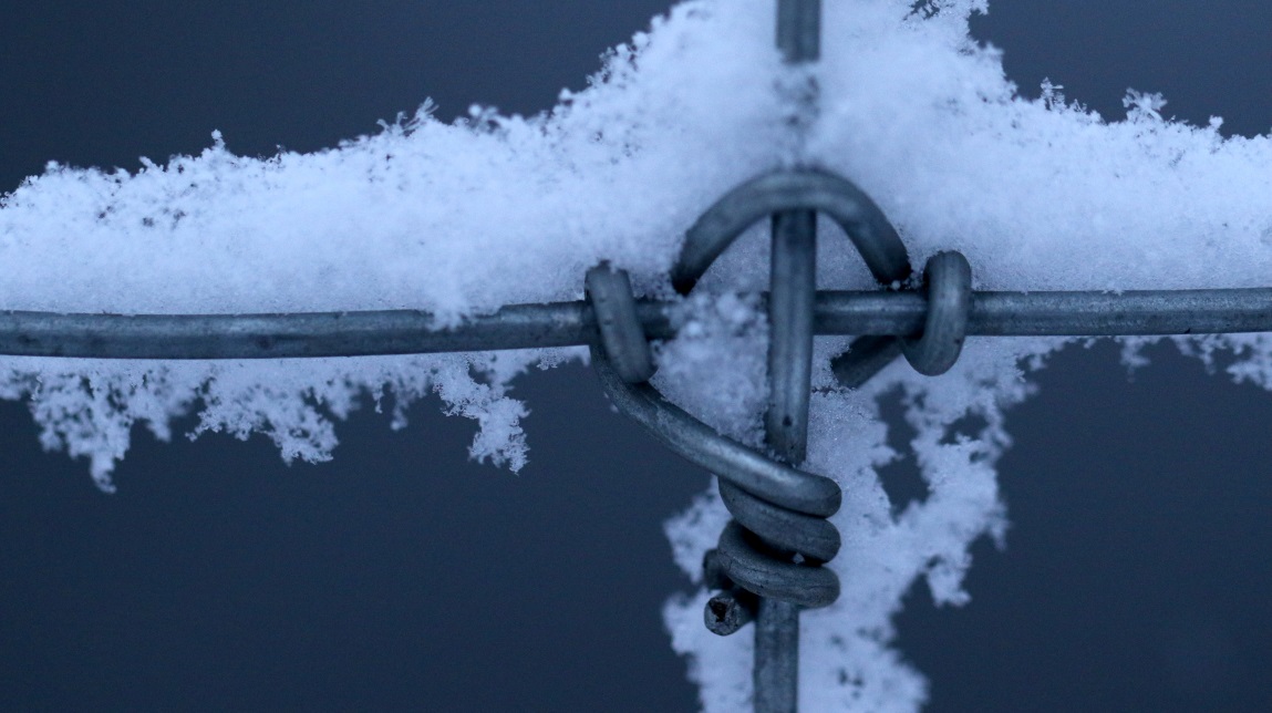 Detail in a wire fence
