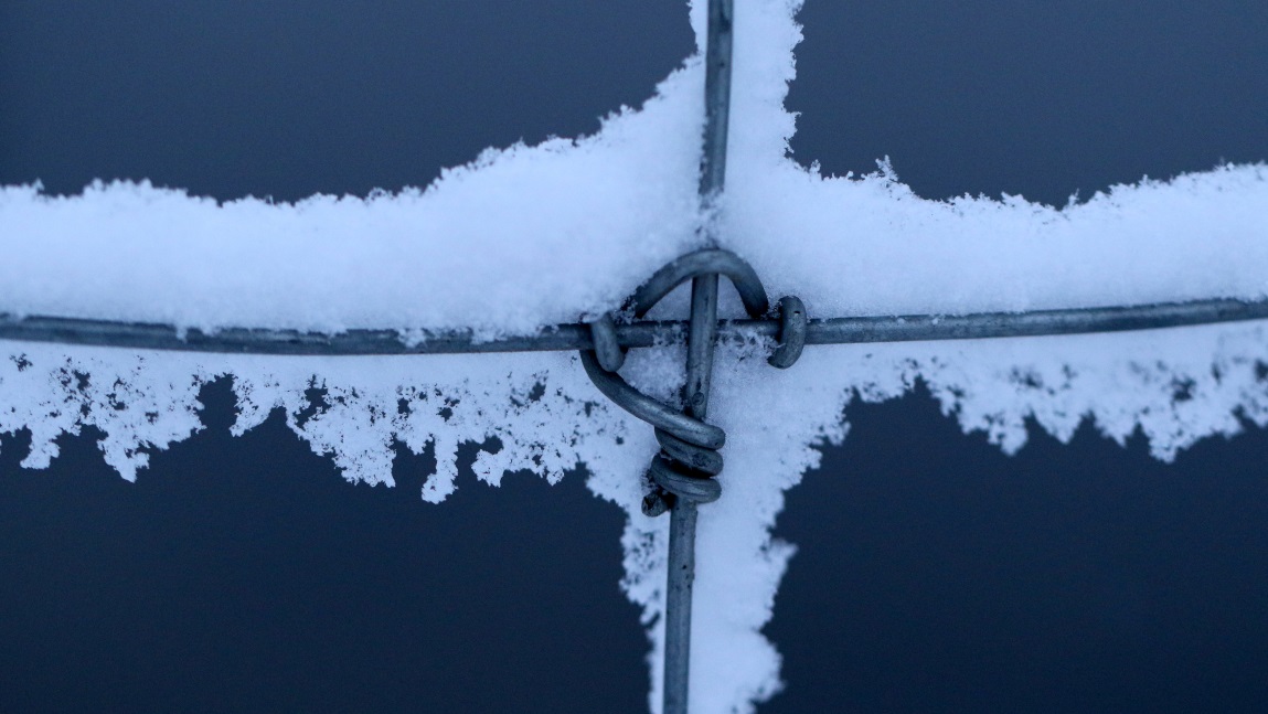 Detail in a wire fence