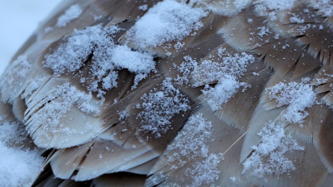 Snow on a goose's back
