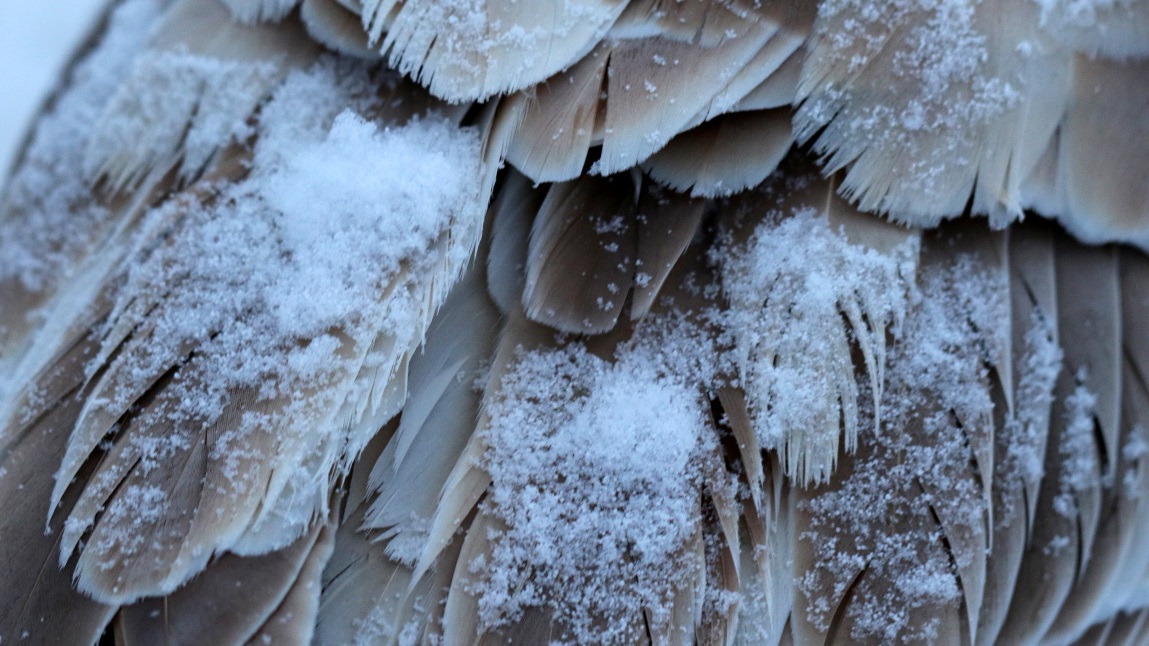 Snow on a goose's back