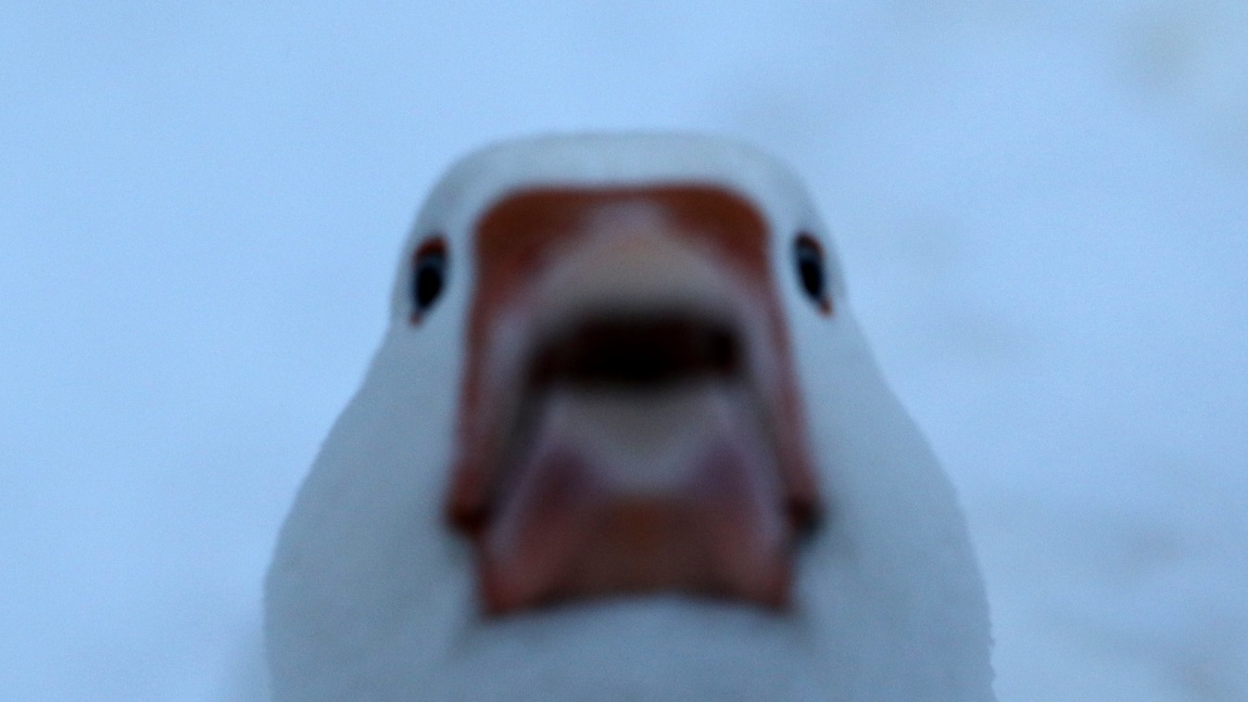 Goose running toward me