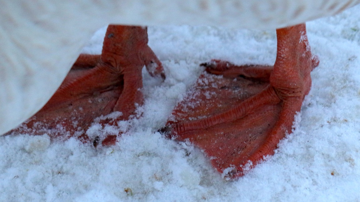 Goose feet