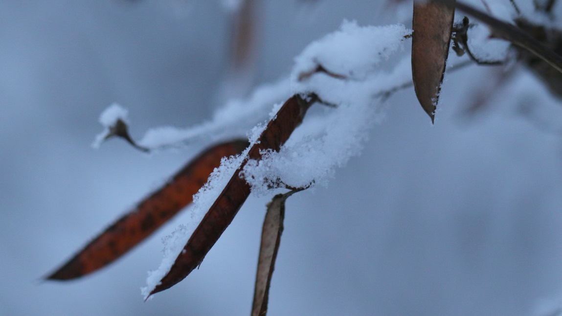 Macro