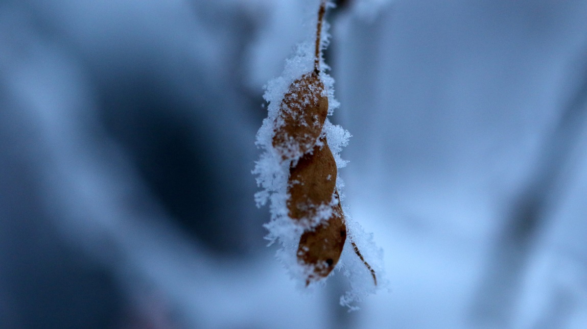 Macro