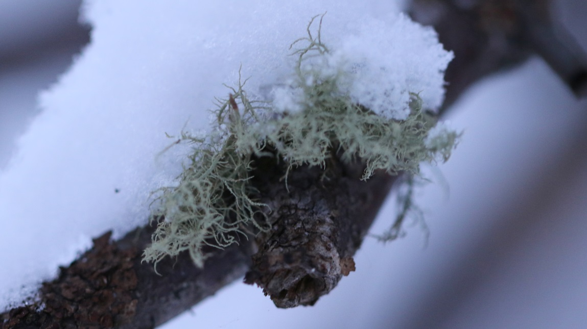 Fungus