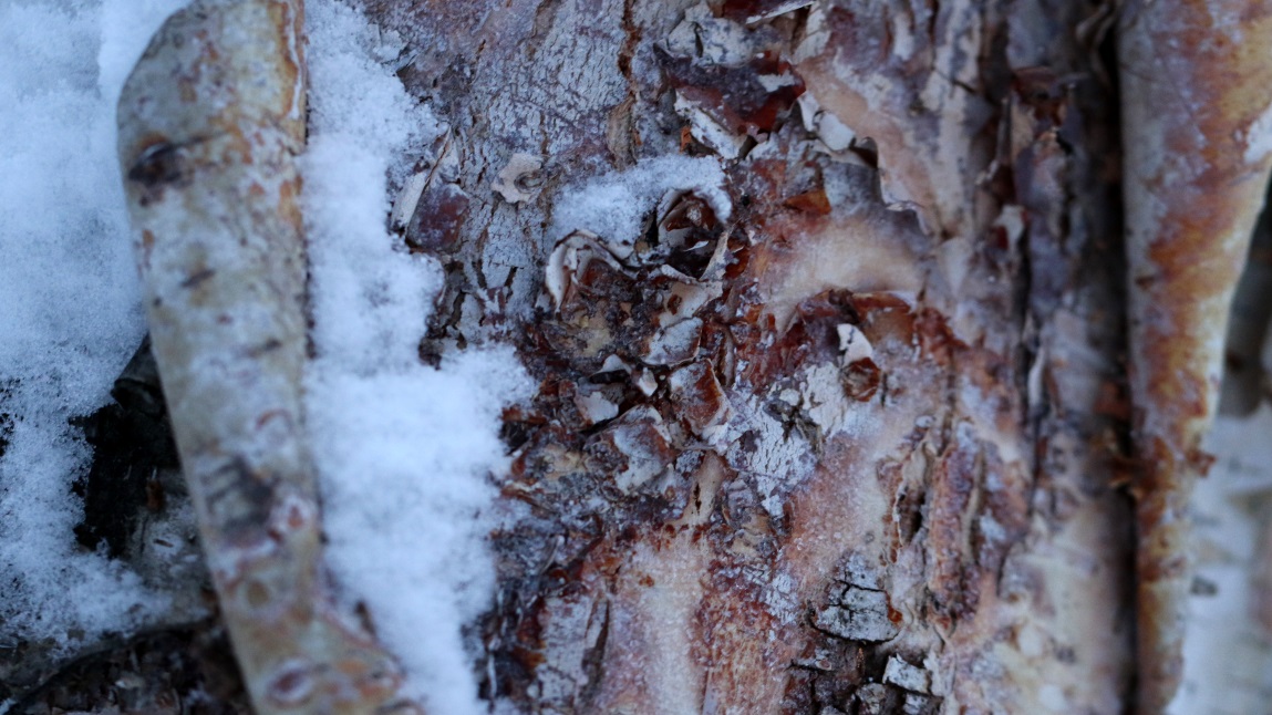 Birch bark