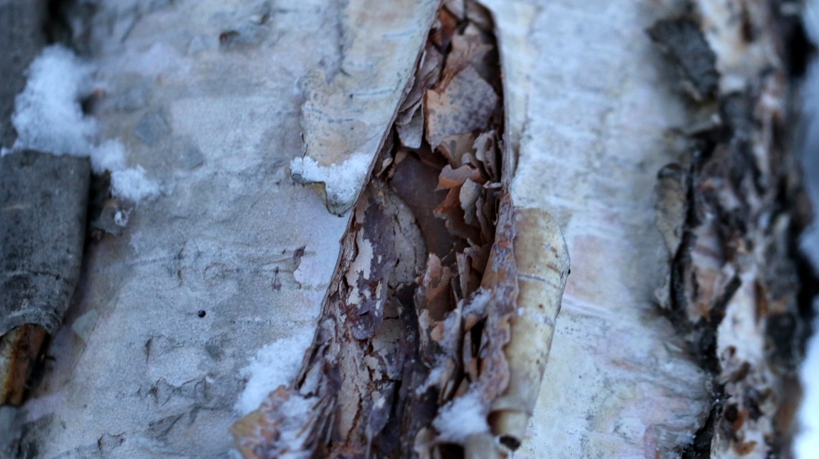 Birch bark