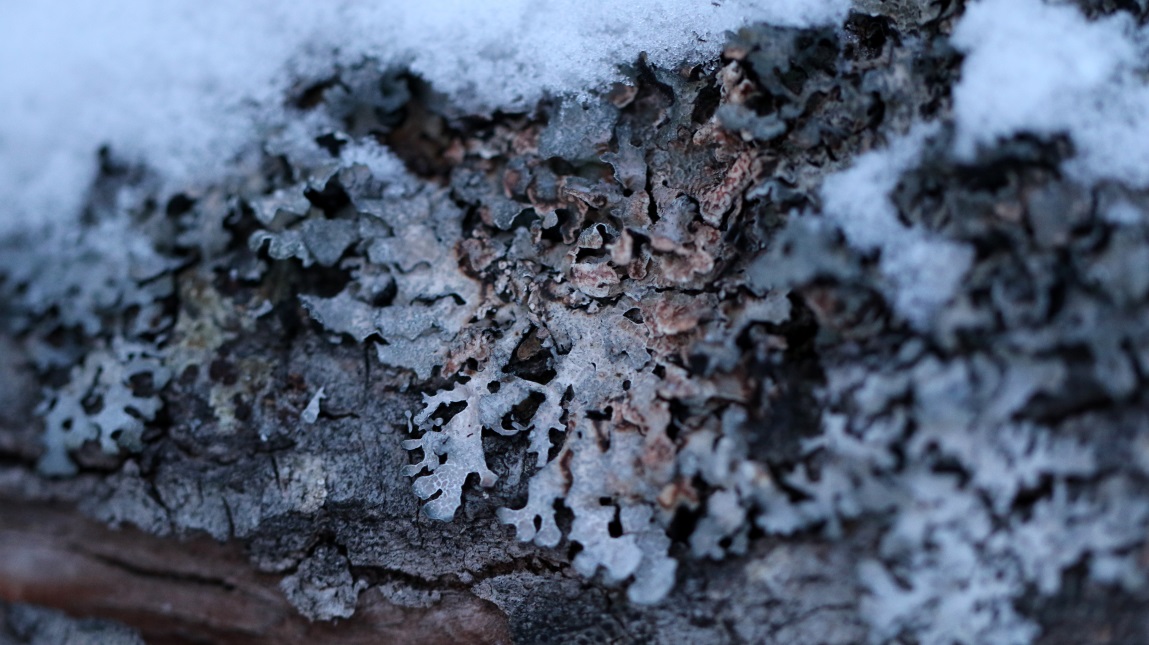 Macro