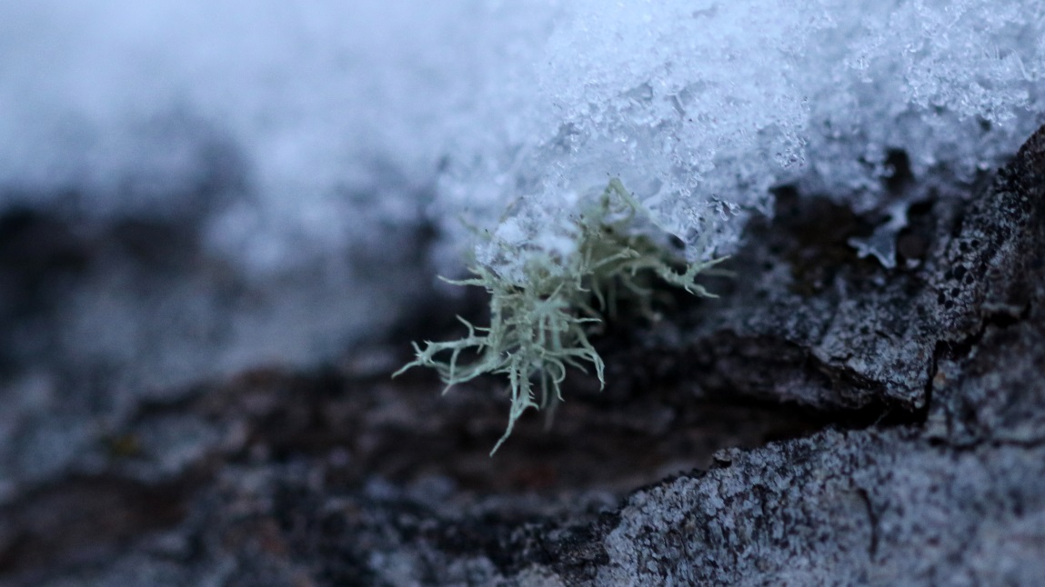 Macro