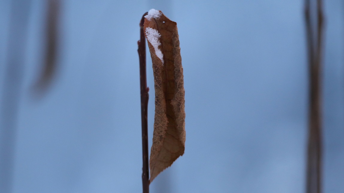 Macro