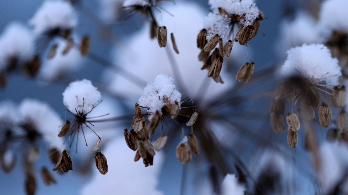 Macro