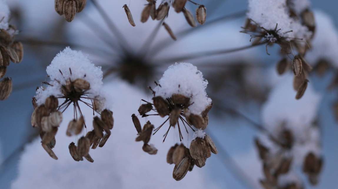 Macro