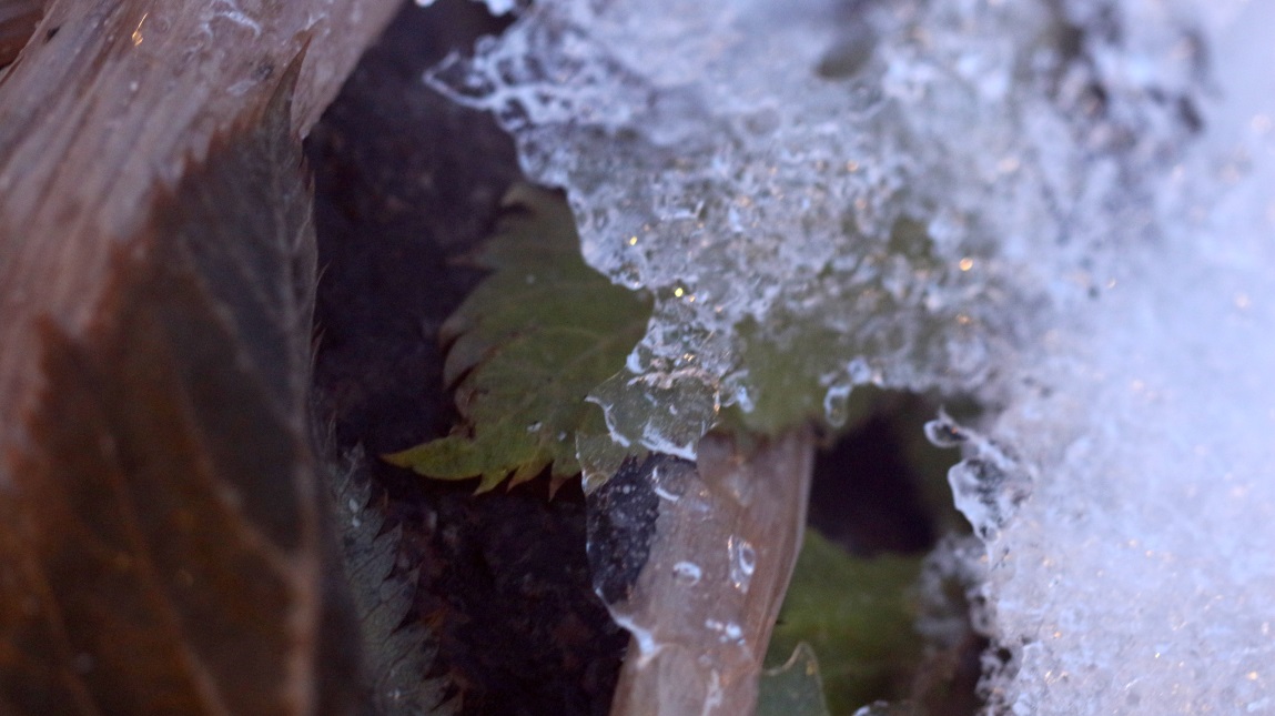 Macro