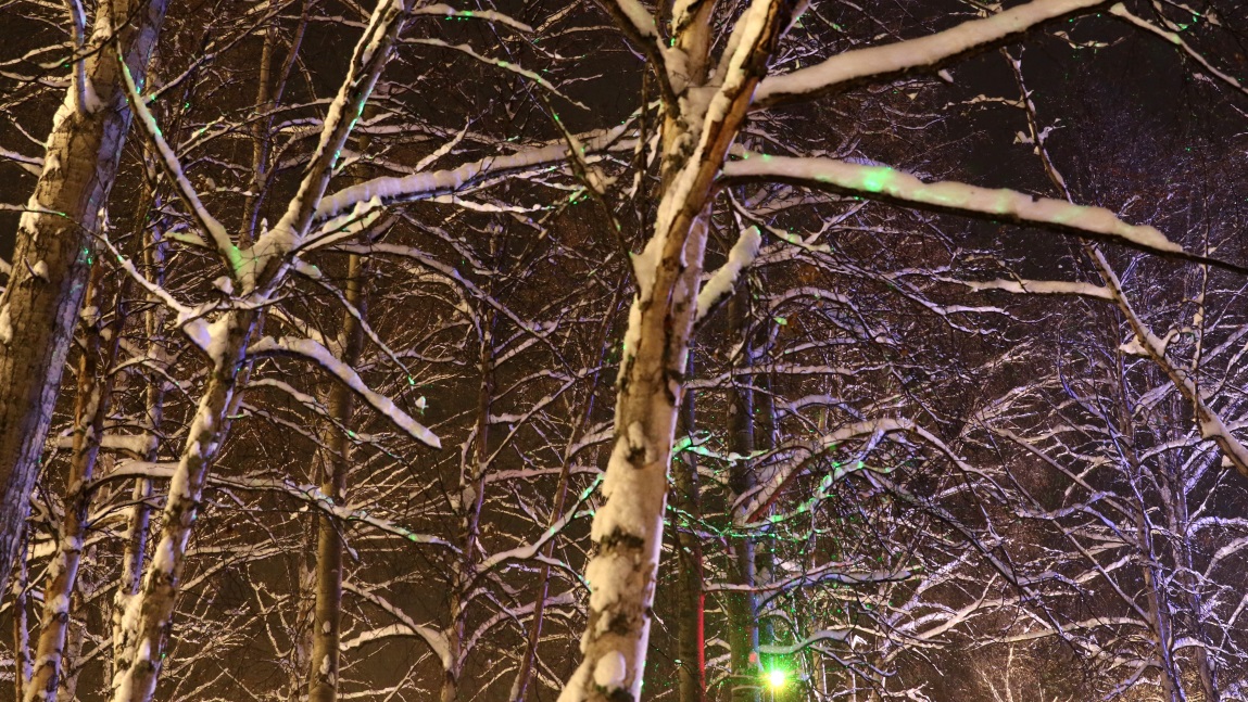 Pattern in the snow and trees