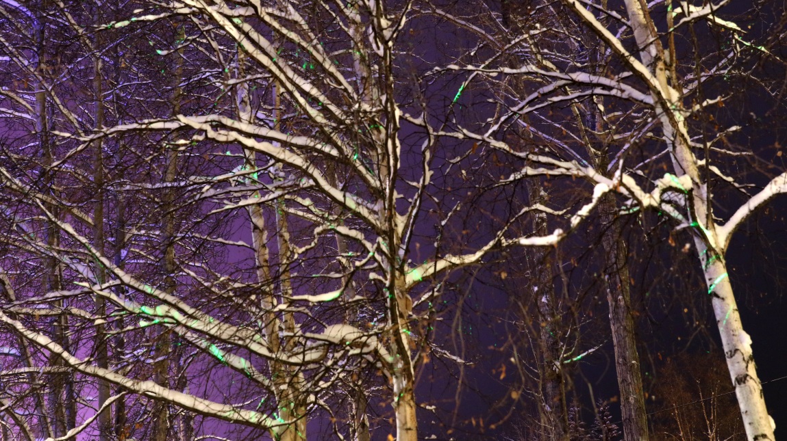 Green lasers lighting up the birch trees