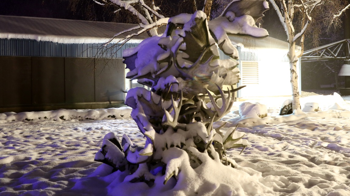 Moose antler sculpture without flash