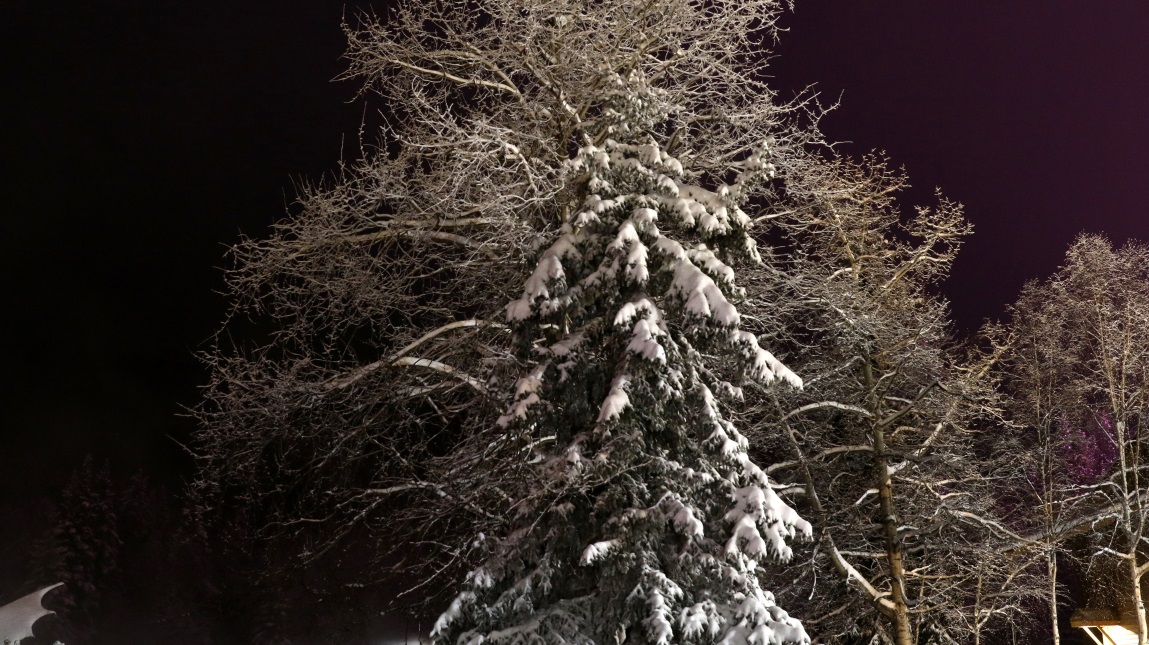 Frosty and snowy trees