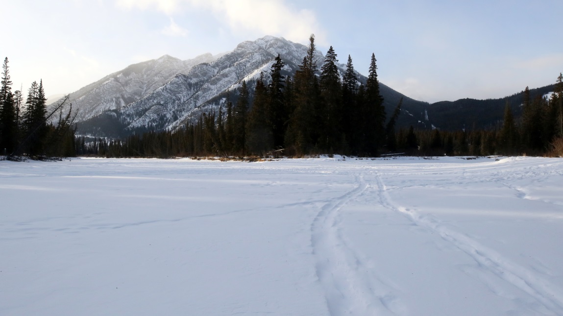 Strolling down the middle of the Bow River
