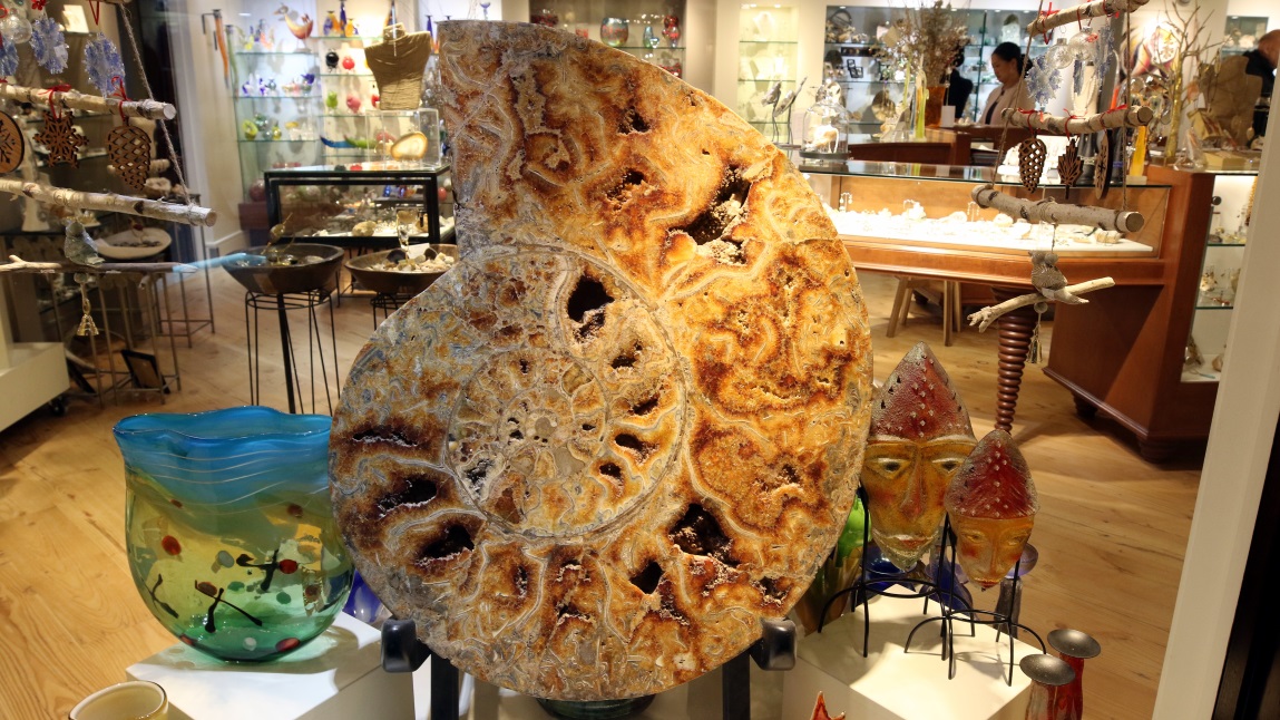 Huge ammonite in a store window