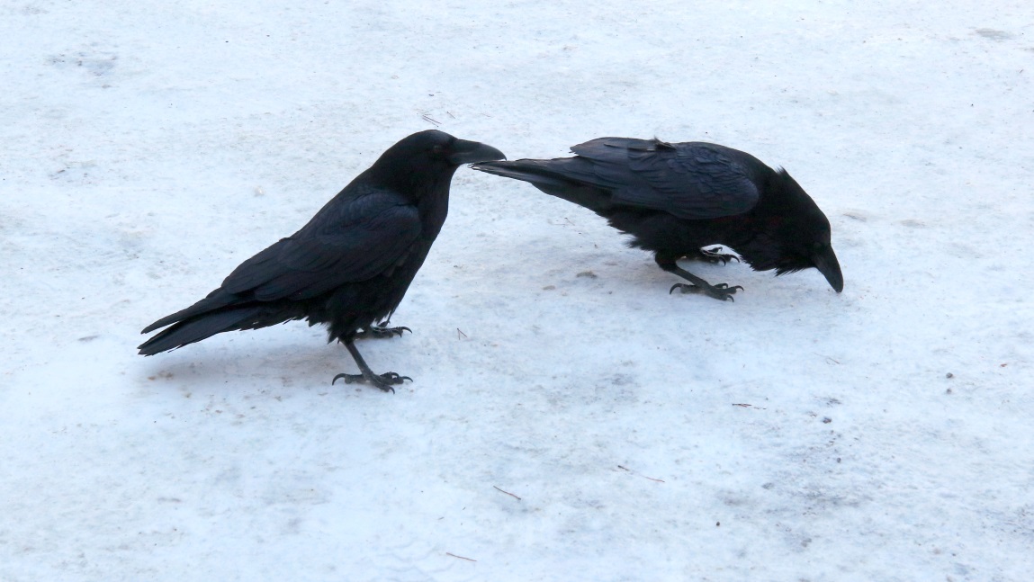 Pair of small ravens at the Sunwapta Falls parking area
