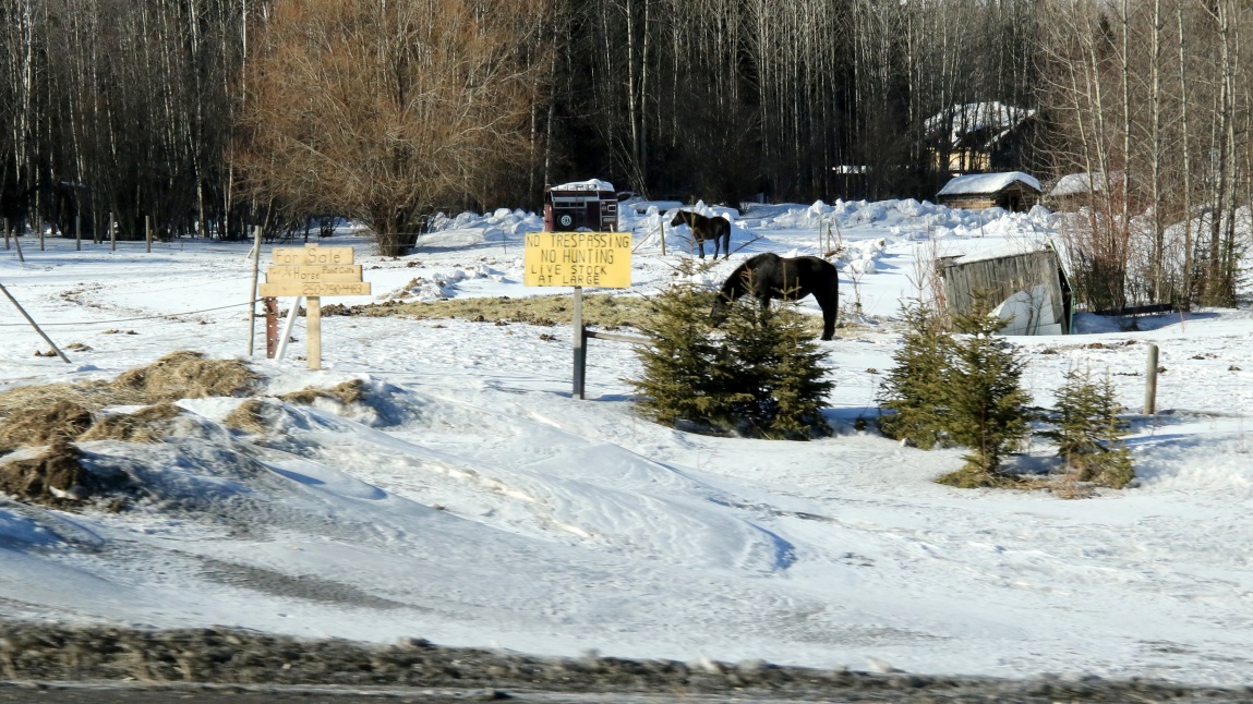Horse farm