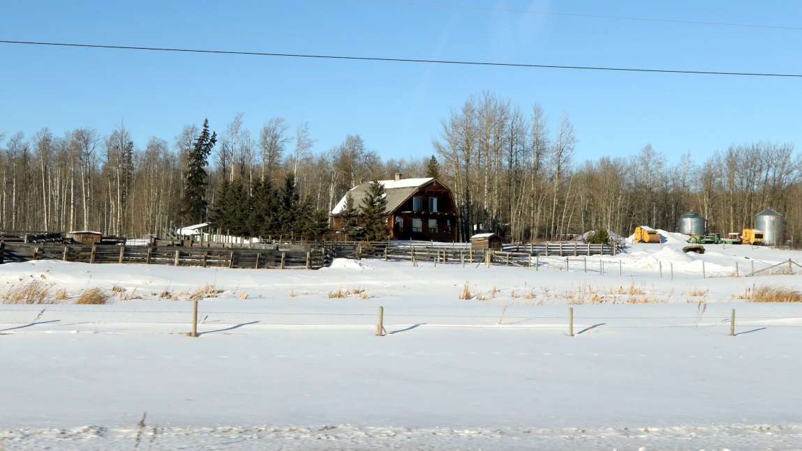Cow farm near Foss