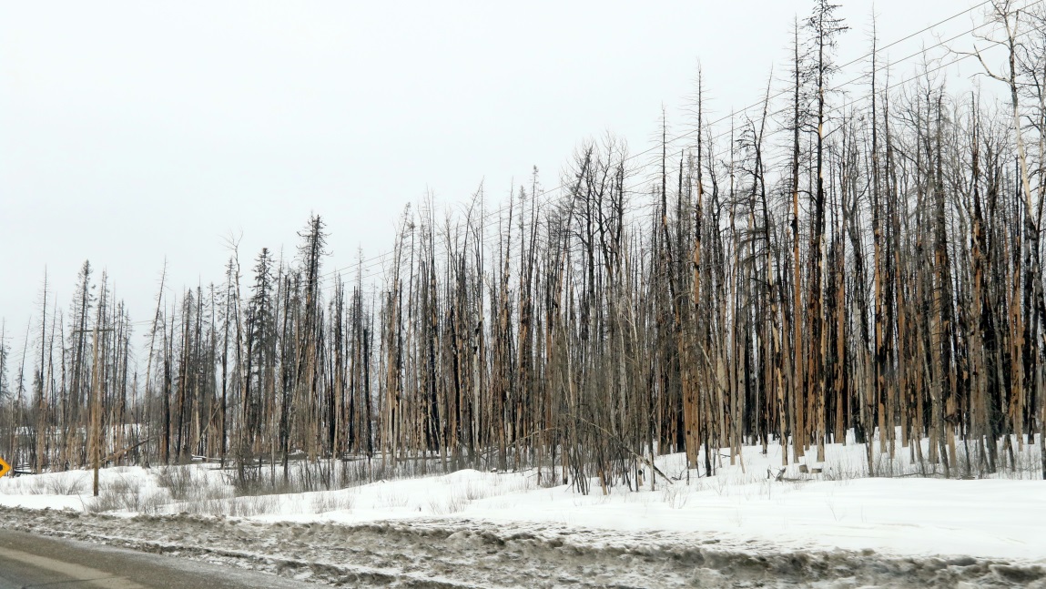 Forest fire damage