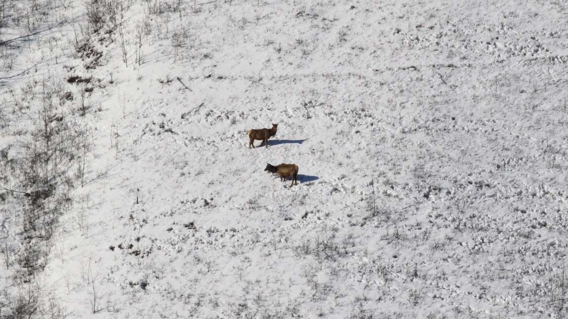 Elk on a nountain
