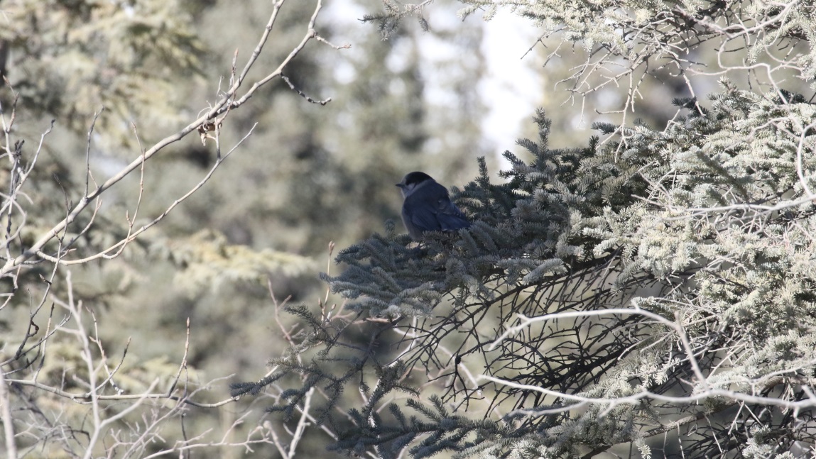 Chickadee
