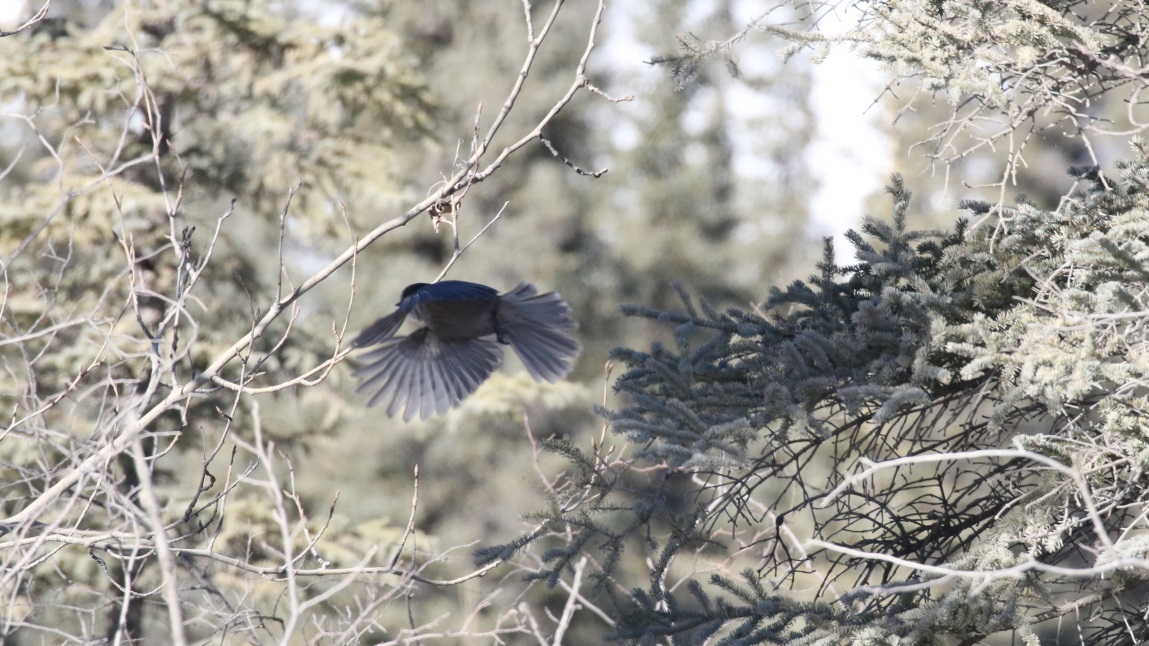 Chickadee taking off