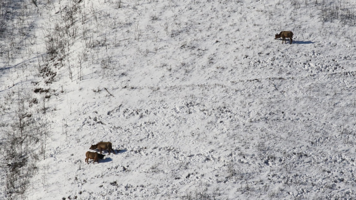 Elk on a nountain