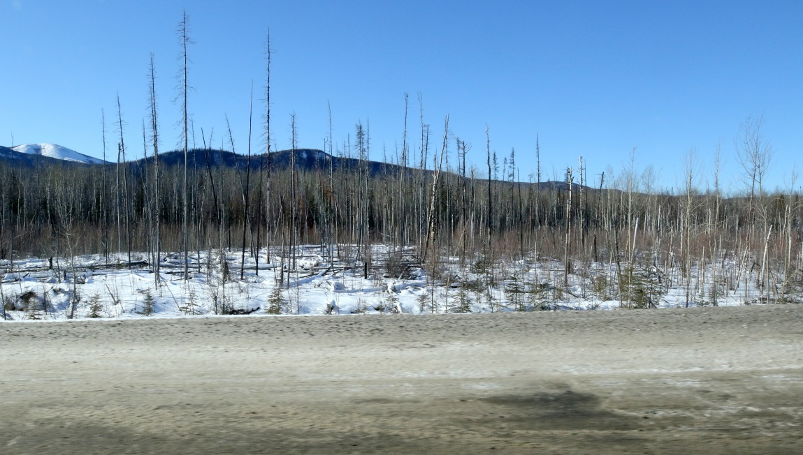 Forest fire damage