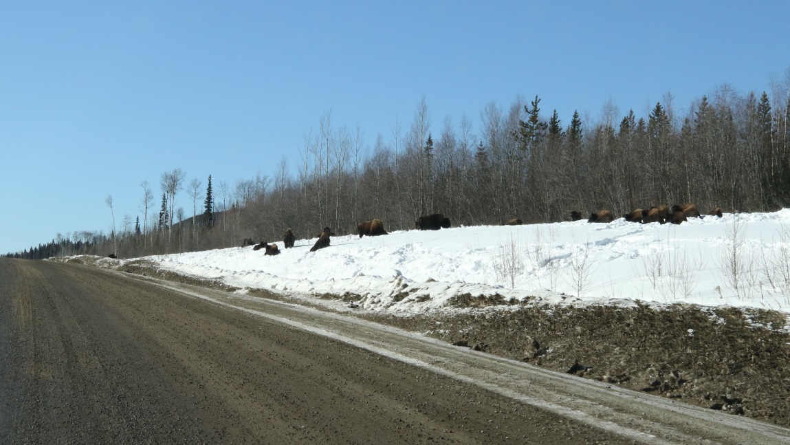 Buffalo at Coal River