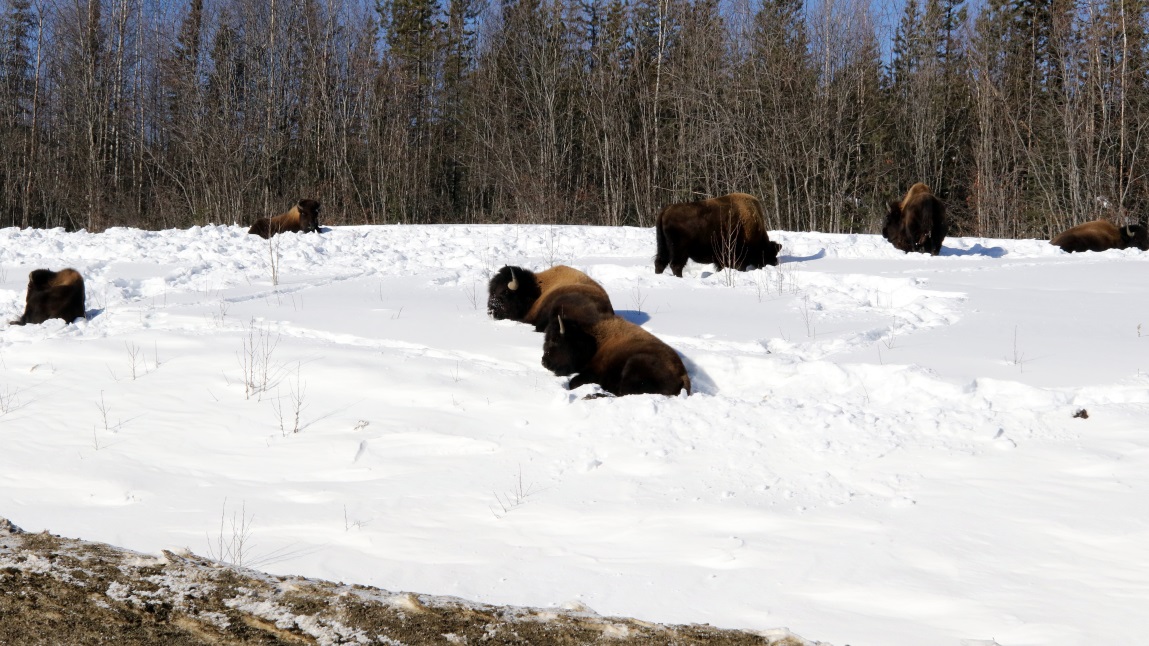 Buffalo at Coal River