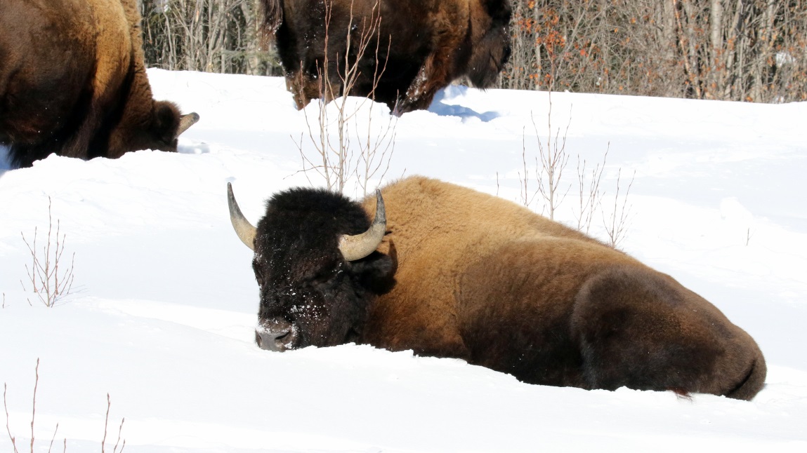 Buffalo at Coal River