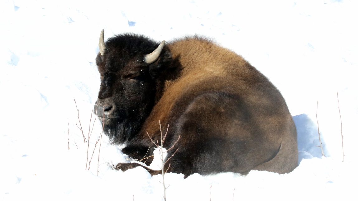 Buffalo at Coal River