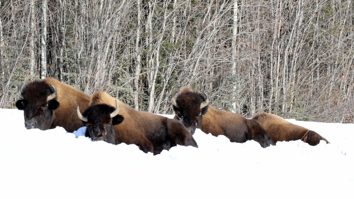 Buffalo at Coal River